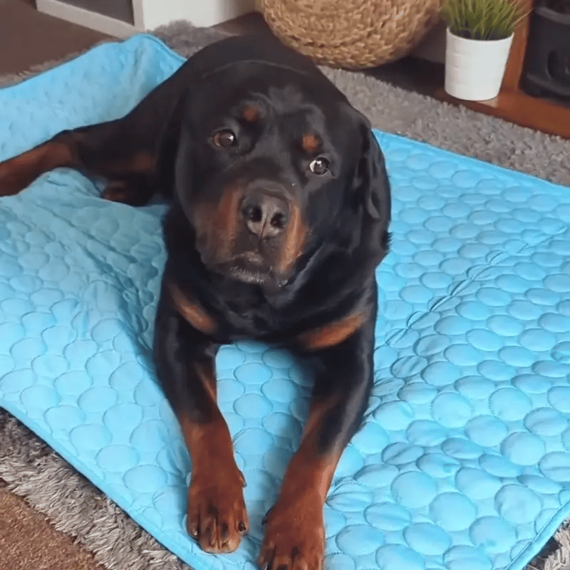 Keep Dogs Cool This Summer