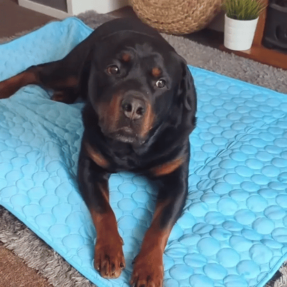 Keep Dogs Cool This Summer